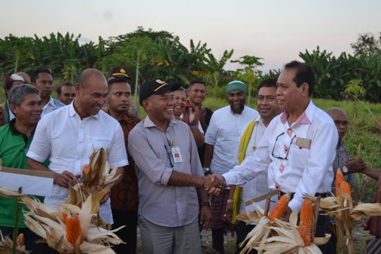 BPTP NTT Terapkan Pola Tanam Jagung Double Track Untuk Petani Malaka